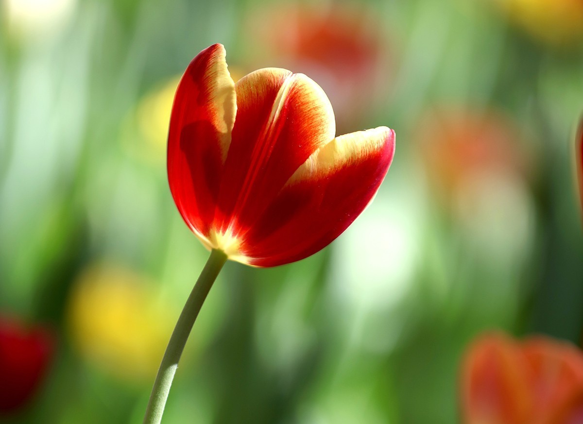 郁金花开正当时