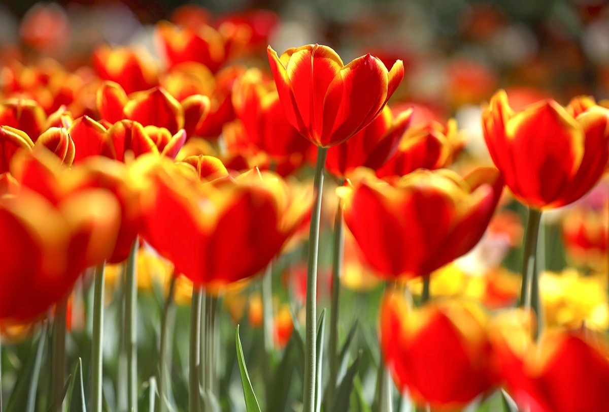 郁金花开正当时