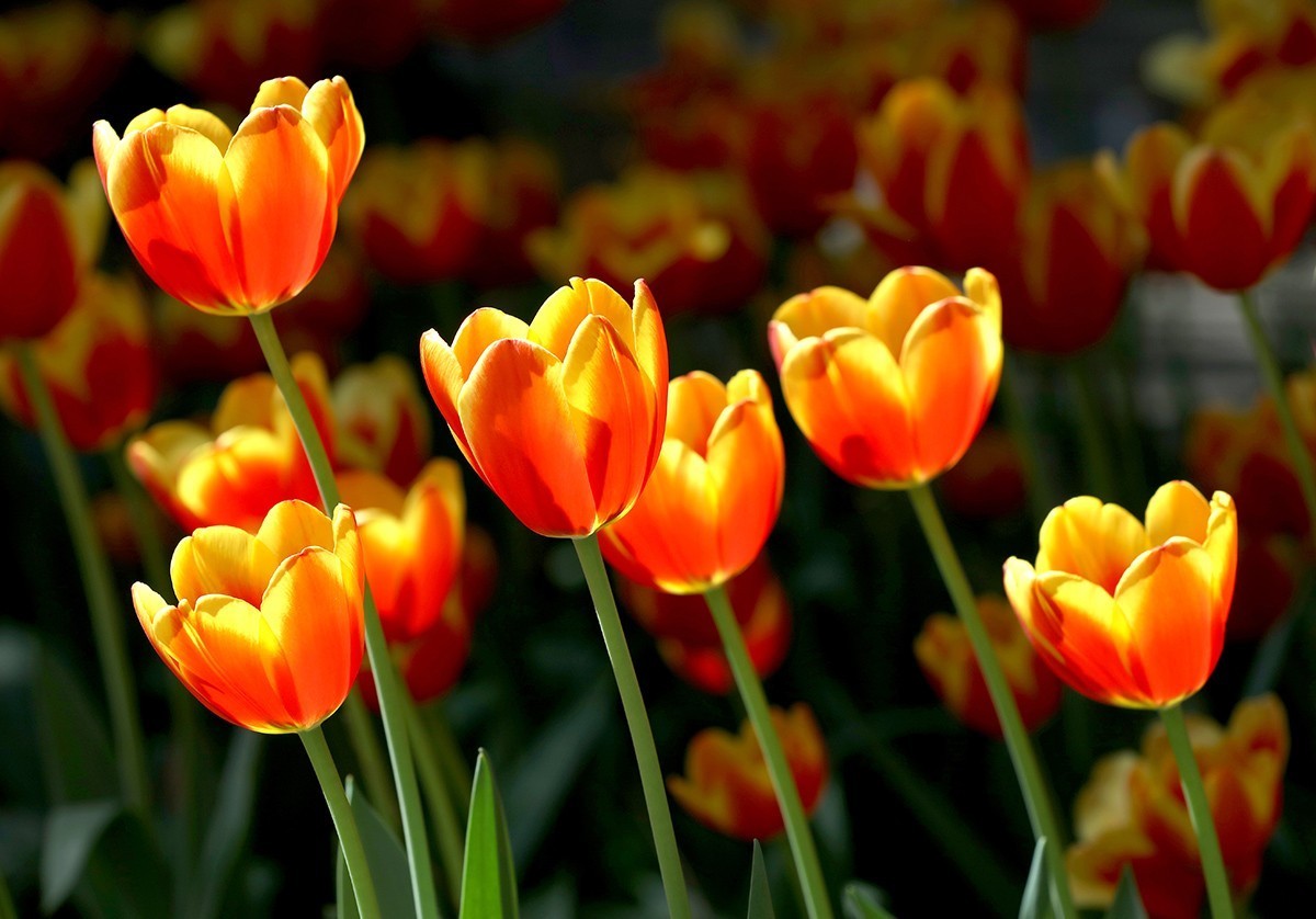 郁金花开正当时