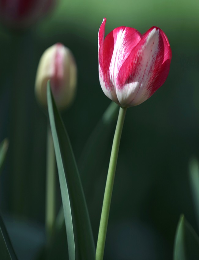 郁金花开正当时