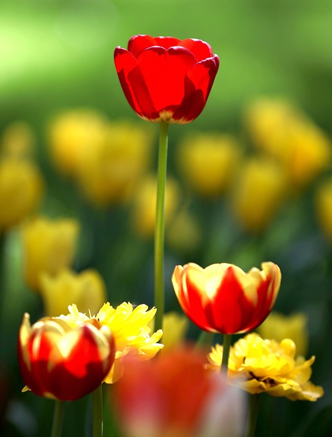 郁金花开正当时