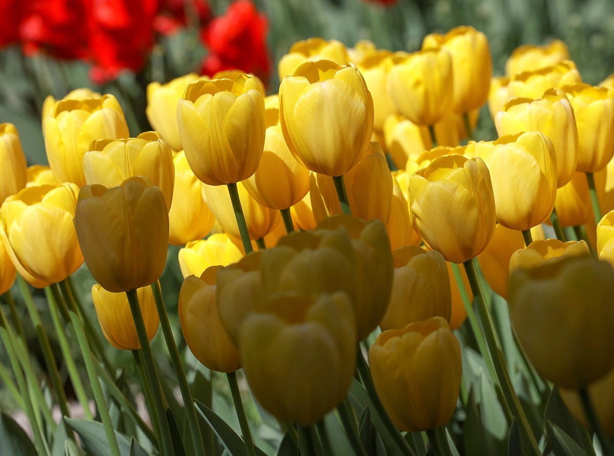 郁金花开正当时