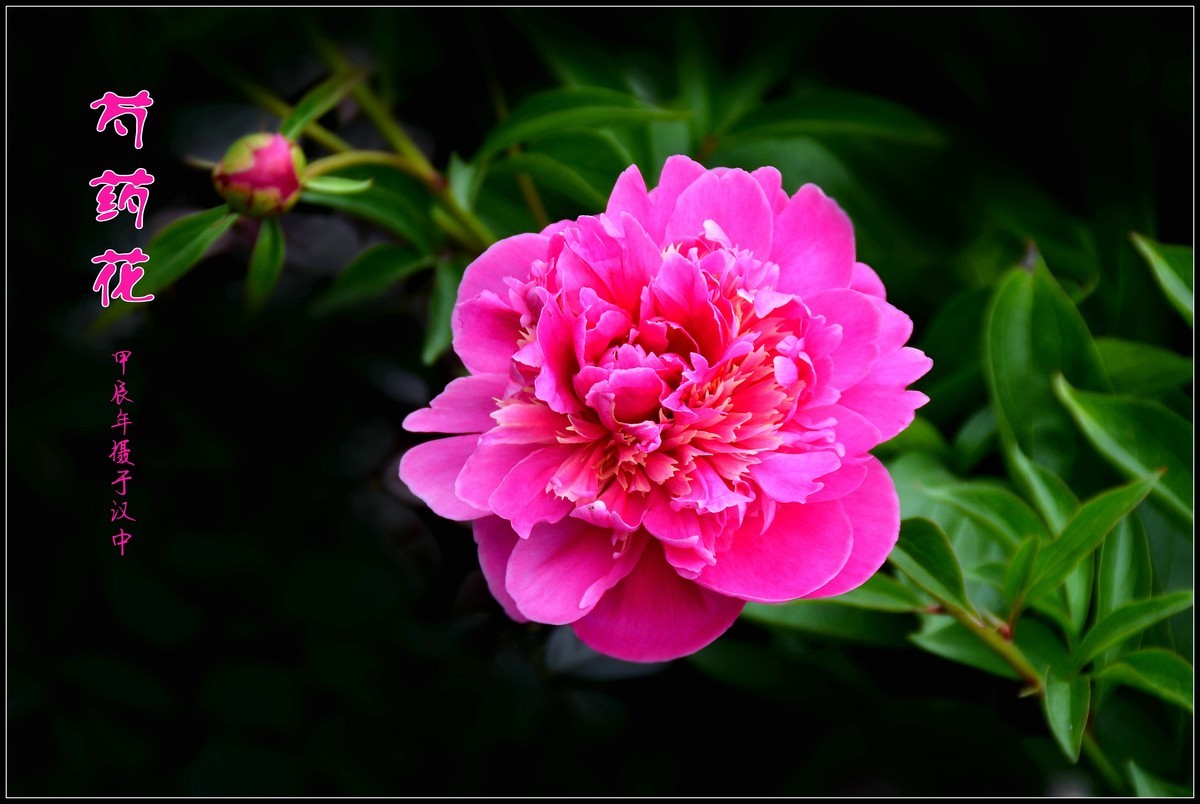 芍药花开赛牡丹（2024116）