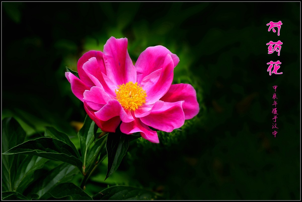 芍药花开赛牡丹（2024116）