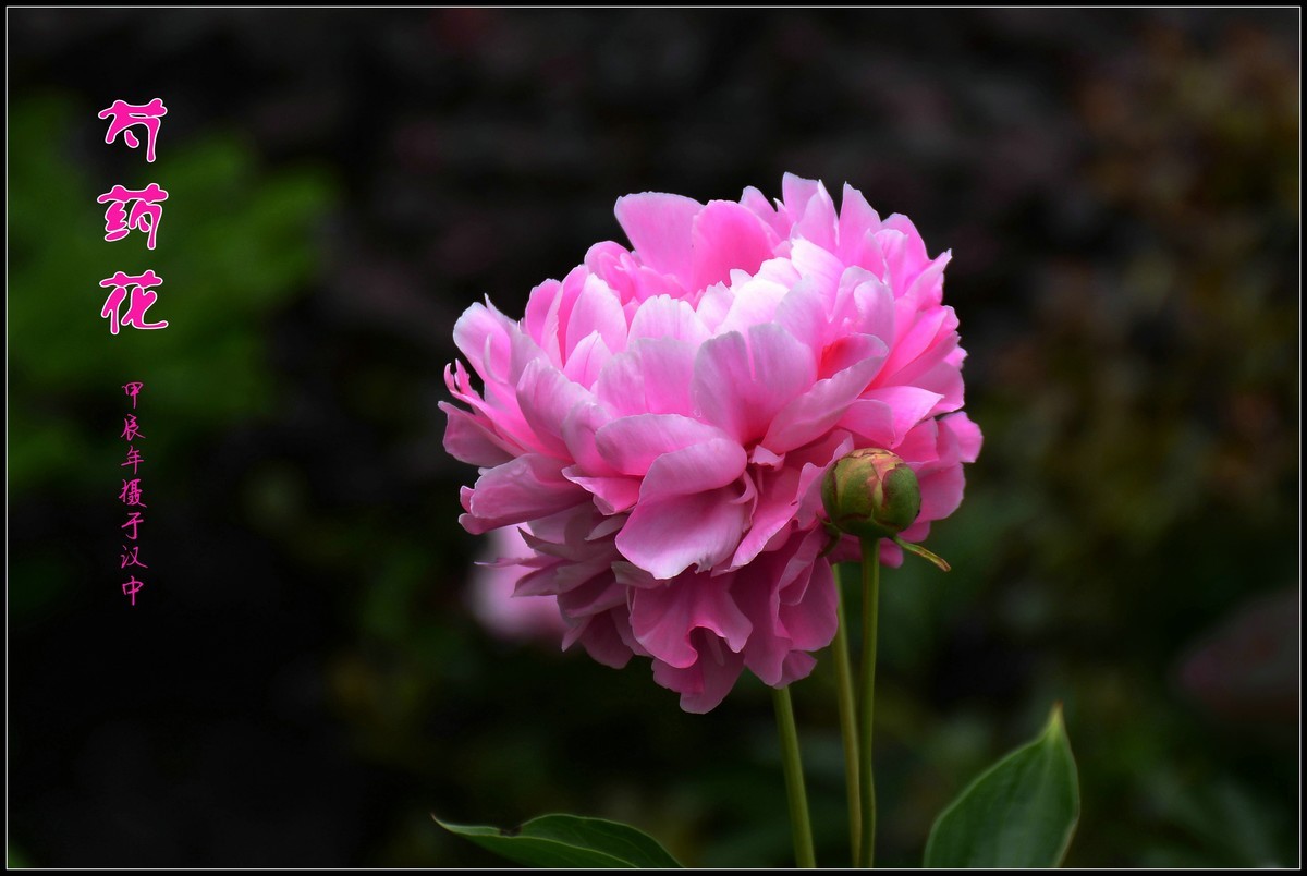 芍药花开赛牡丹（2024116）