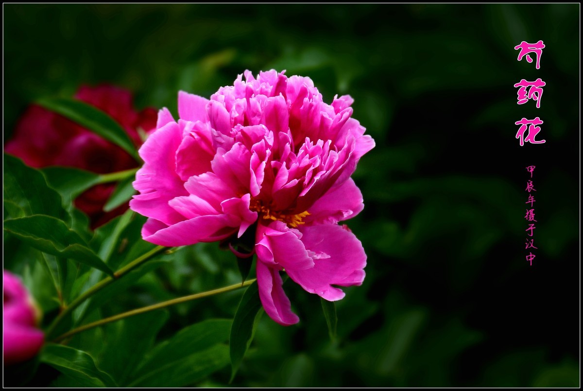 芍药花开赛牡丹（2024116）