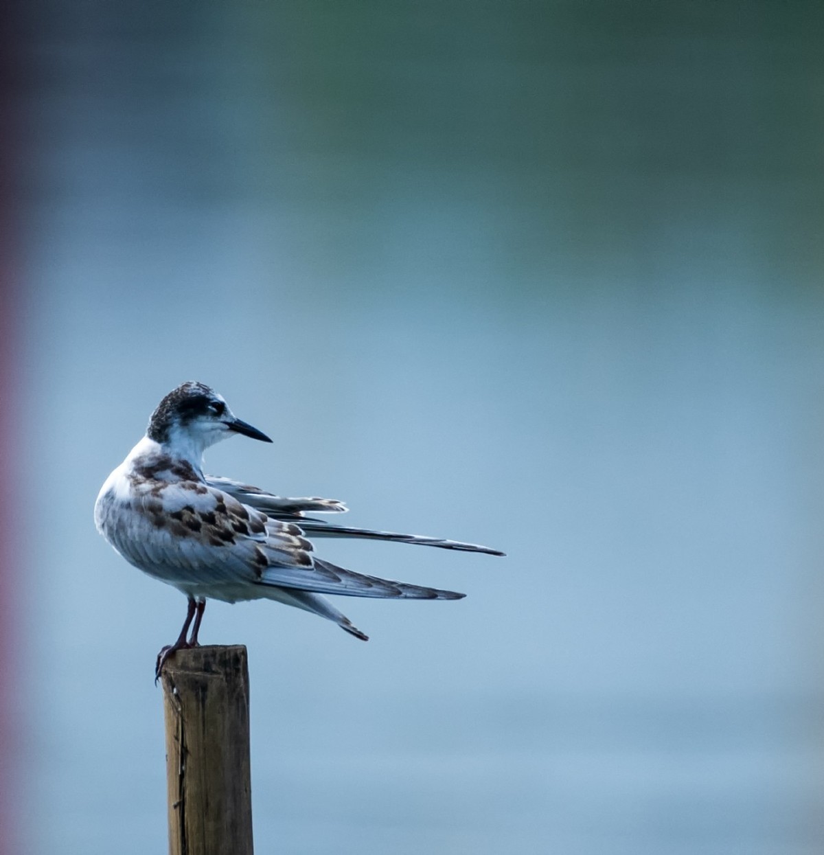 过境侯鸟浮须鸥