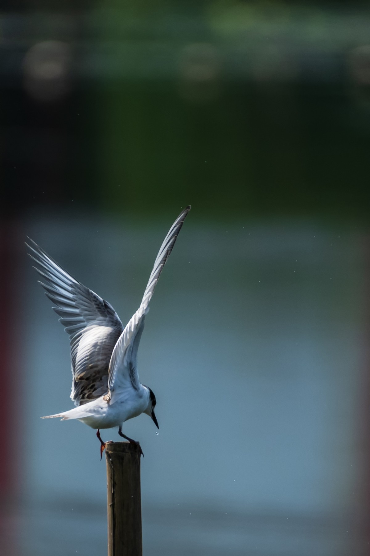 过境侯鸟浮须鸥