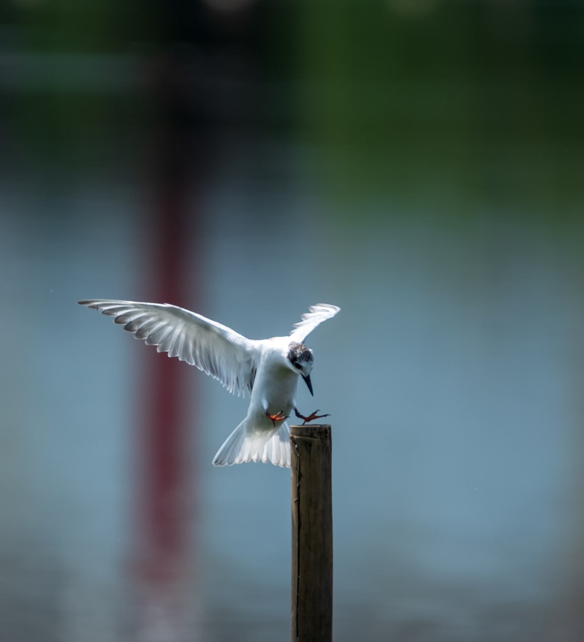 过境侯鸟浮须鸥