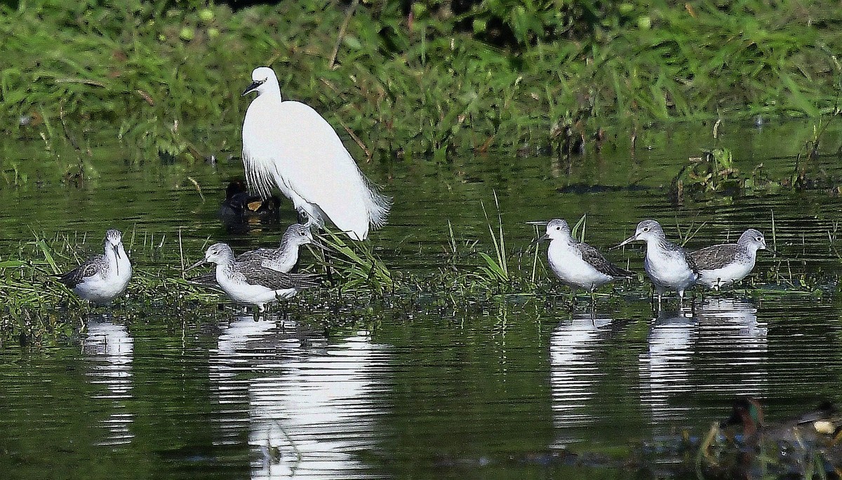 小鸟戏水( 请假贴)