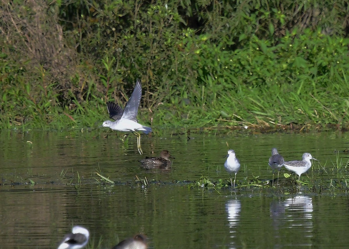 小鸟戏水( 请假贴)