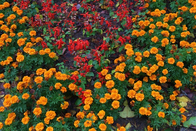 新人新帖，天气不好，公园随拍