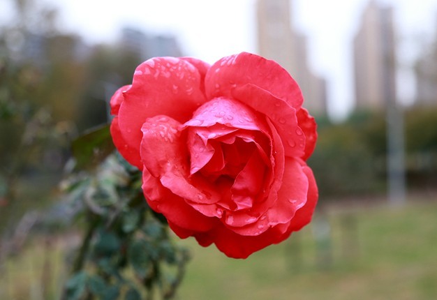 新人新帖，天气不好，公园随拍