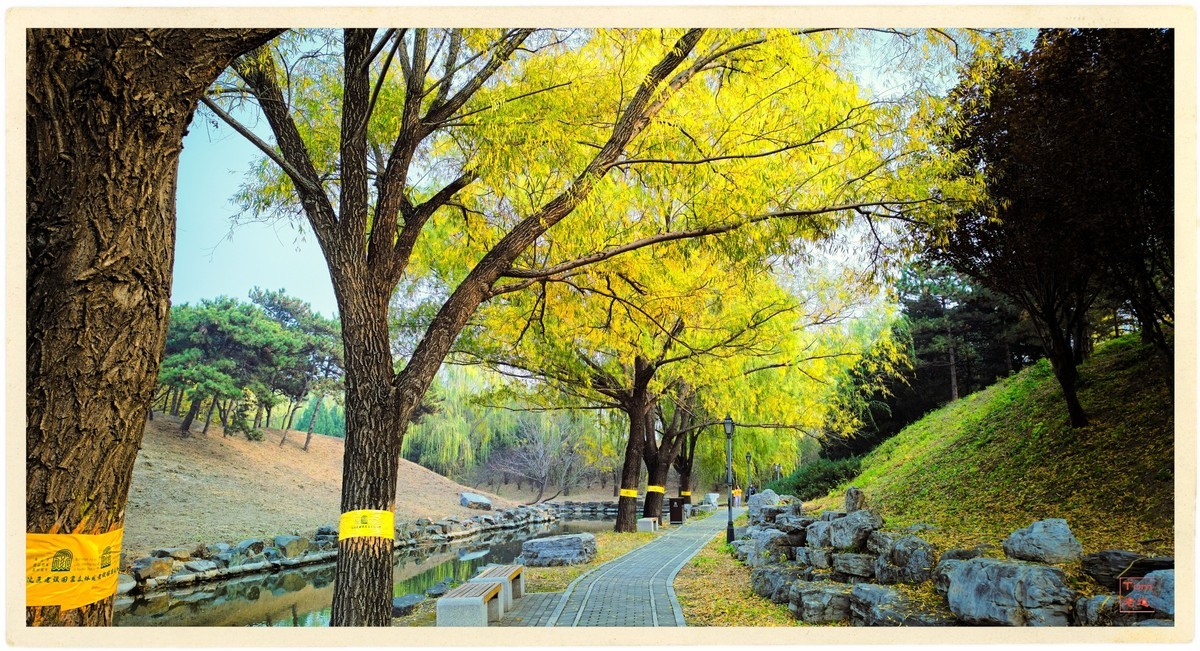 深秋的红与黄（手机版）！