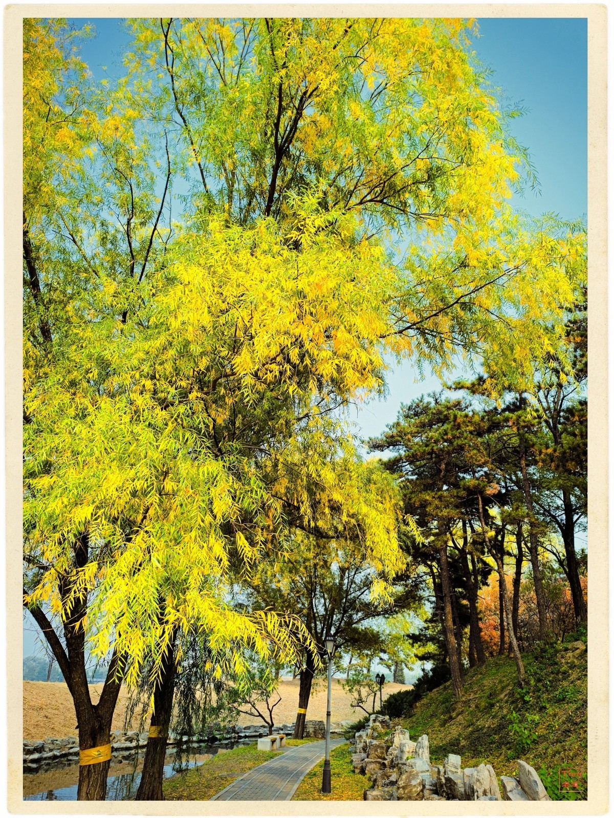 深秋的红与黄（手机版）！