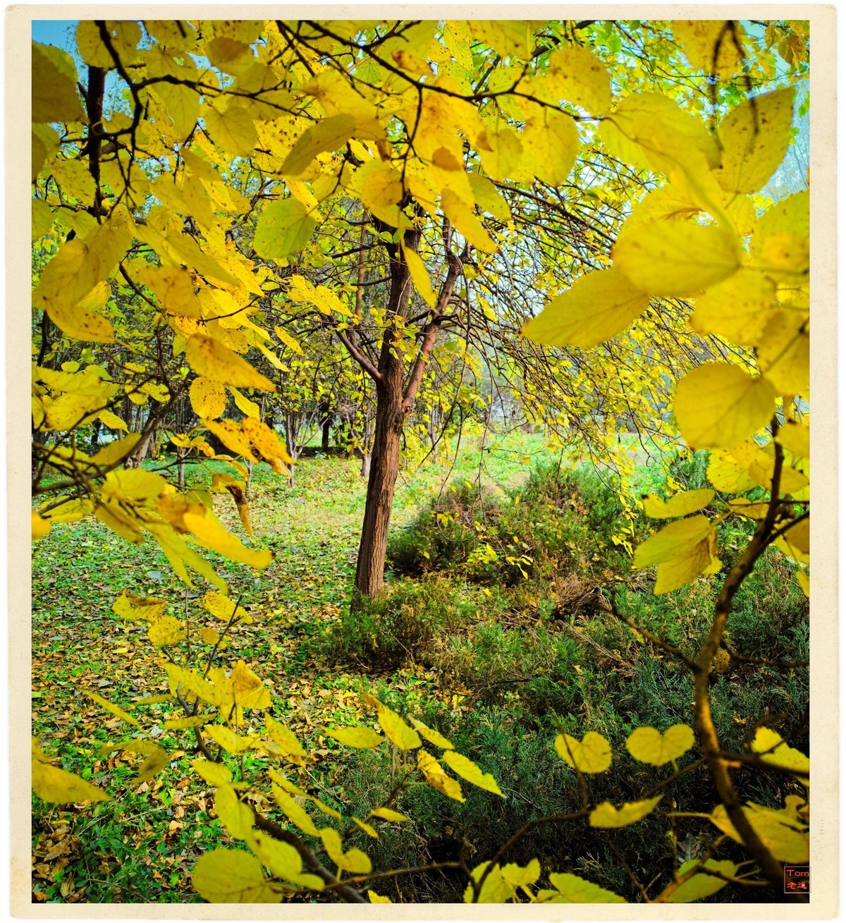 深秋的红与黄（手机版）！