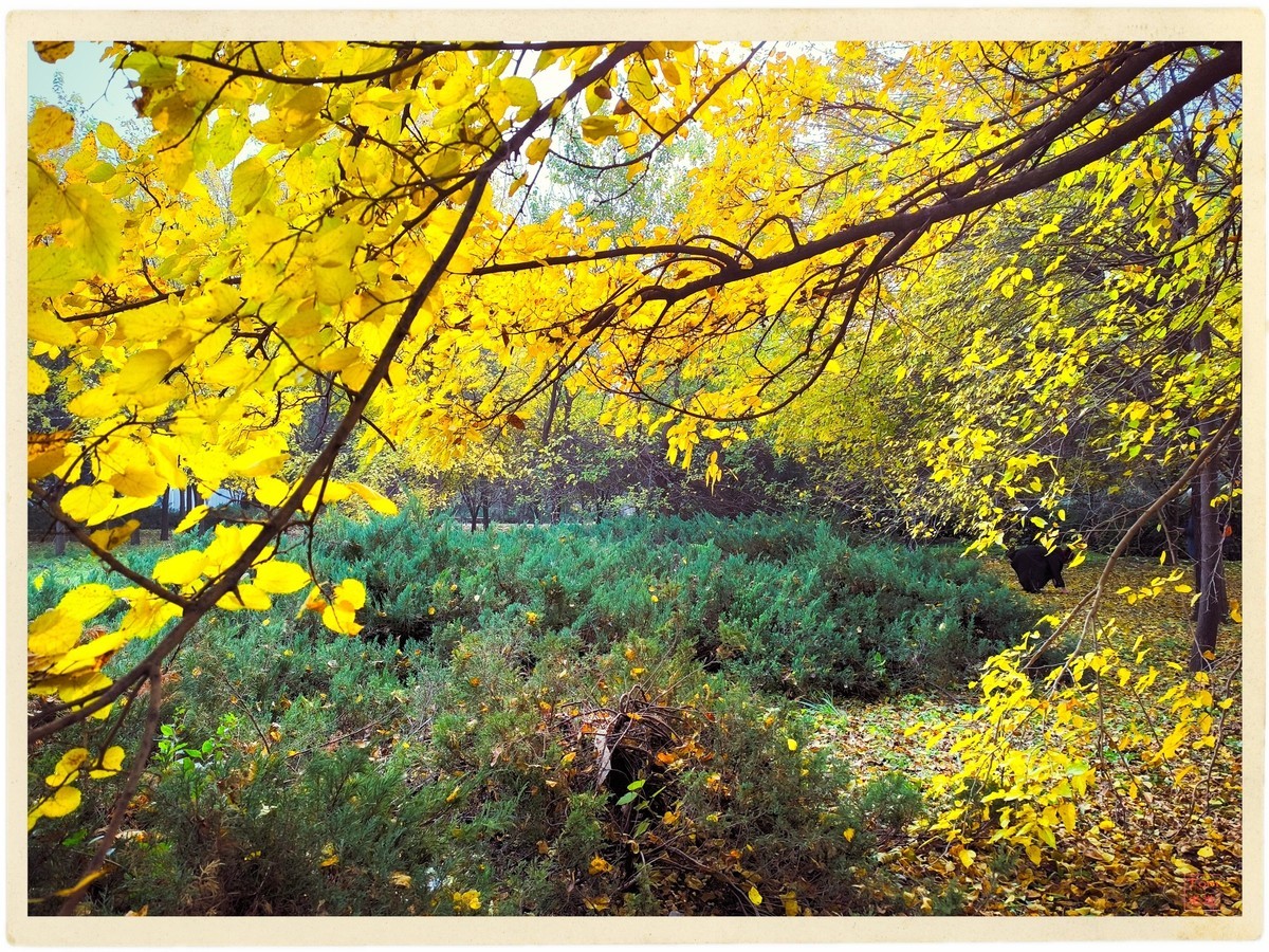 深秋的红与黄（手机版）！