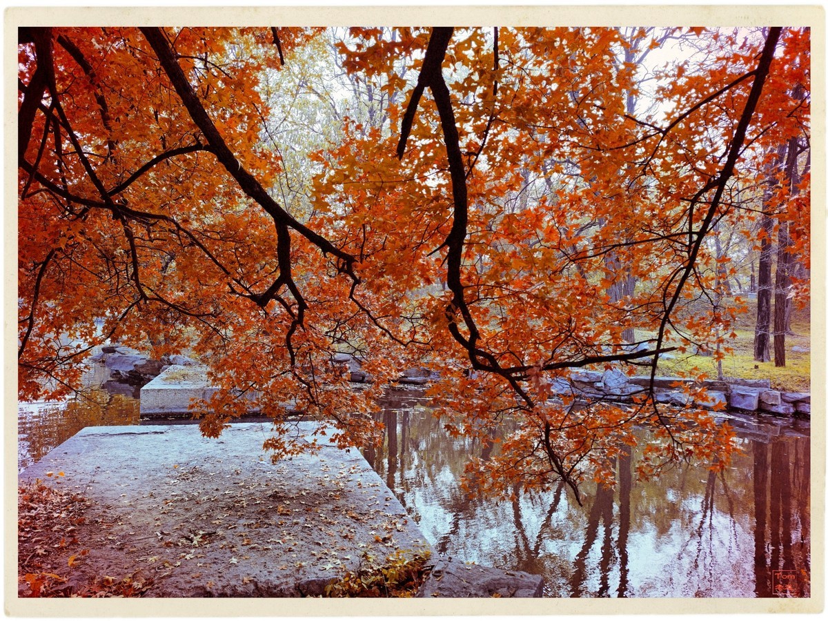 深秋的红与黄（手机版）！