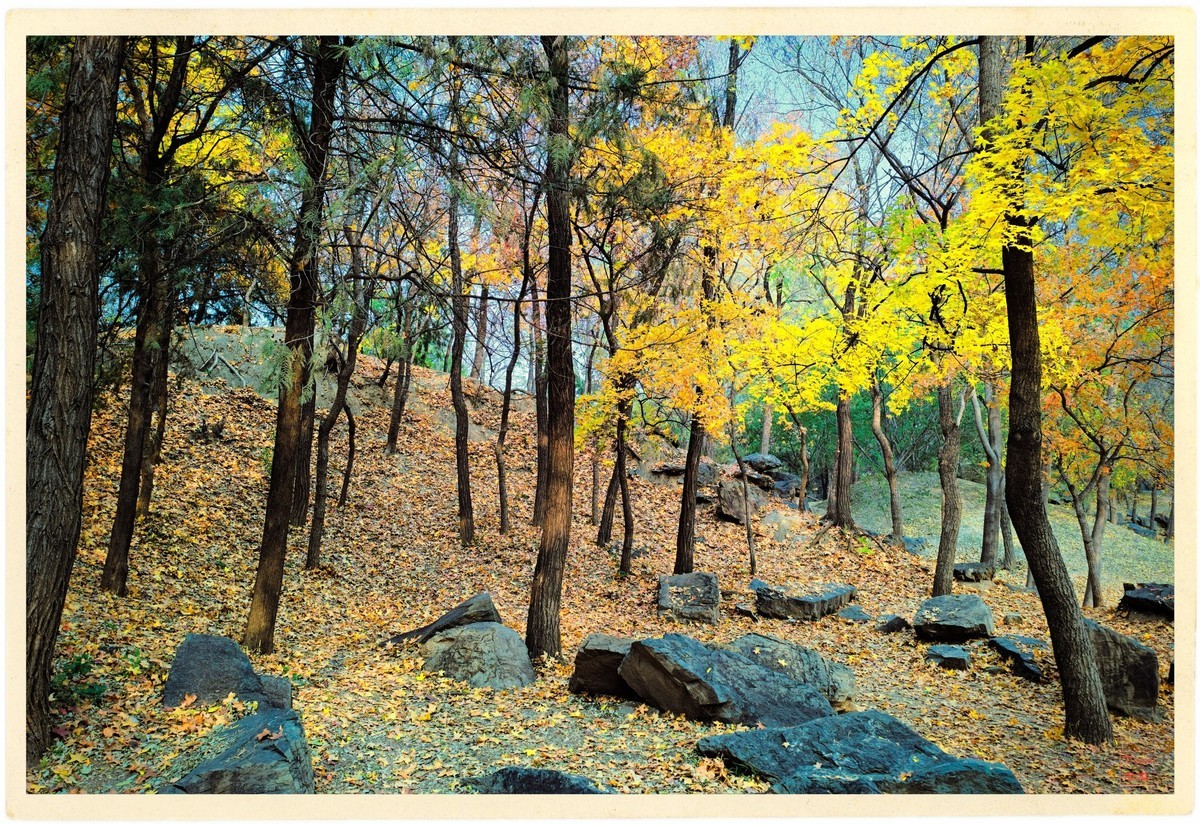 深秋的红与黄（手机版）！