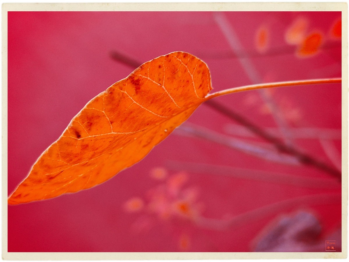 深秋的红与黄（手机版）！
