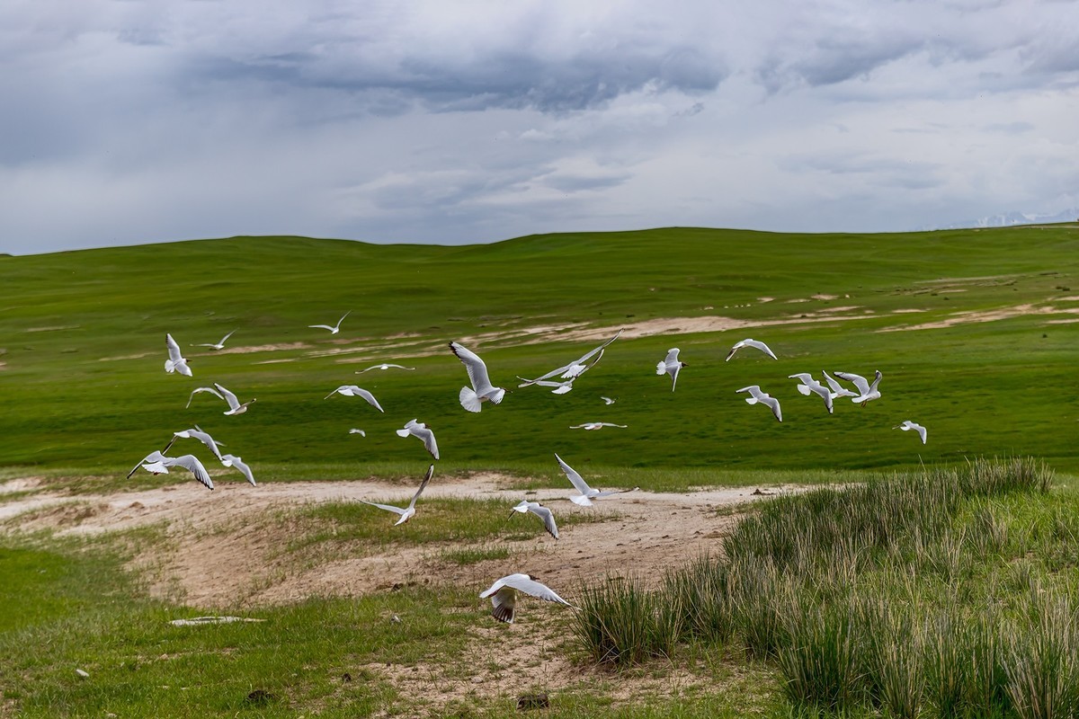 旅游记录 ：新疆 · 穿越独库公路 · 第二天 · 巴音布鲁克草原 · 天鹅家园