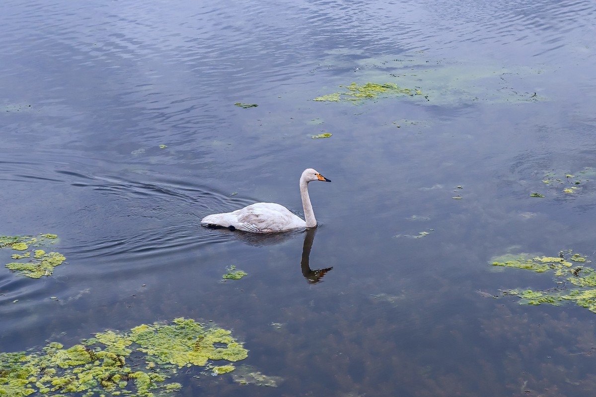 旅游记录 ：新疆 · 穿越独库公路 · 第二天 · 巴音布鲁克草原 · 天鹅家园