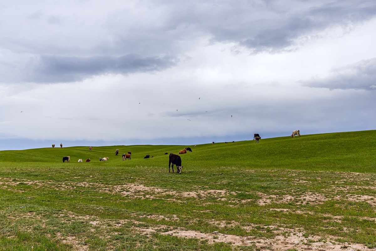 旅游记录 ：新疆 · 穿越独库公路 · 第二天 · 巴音布鲁克草原 · 天鹅家园