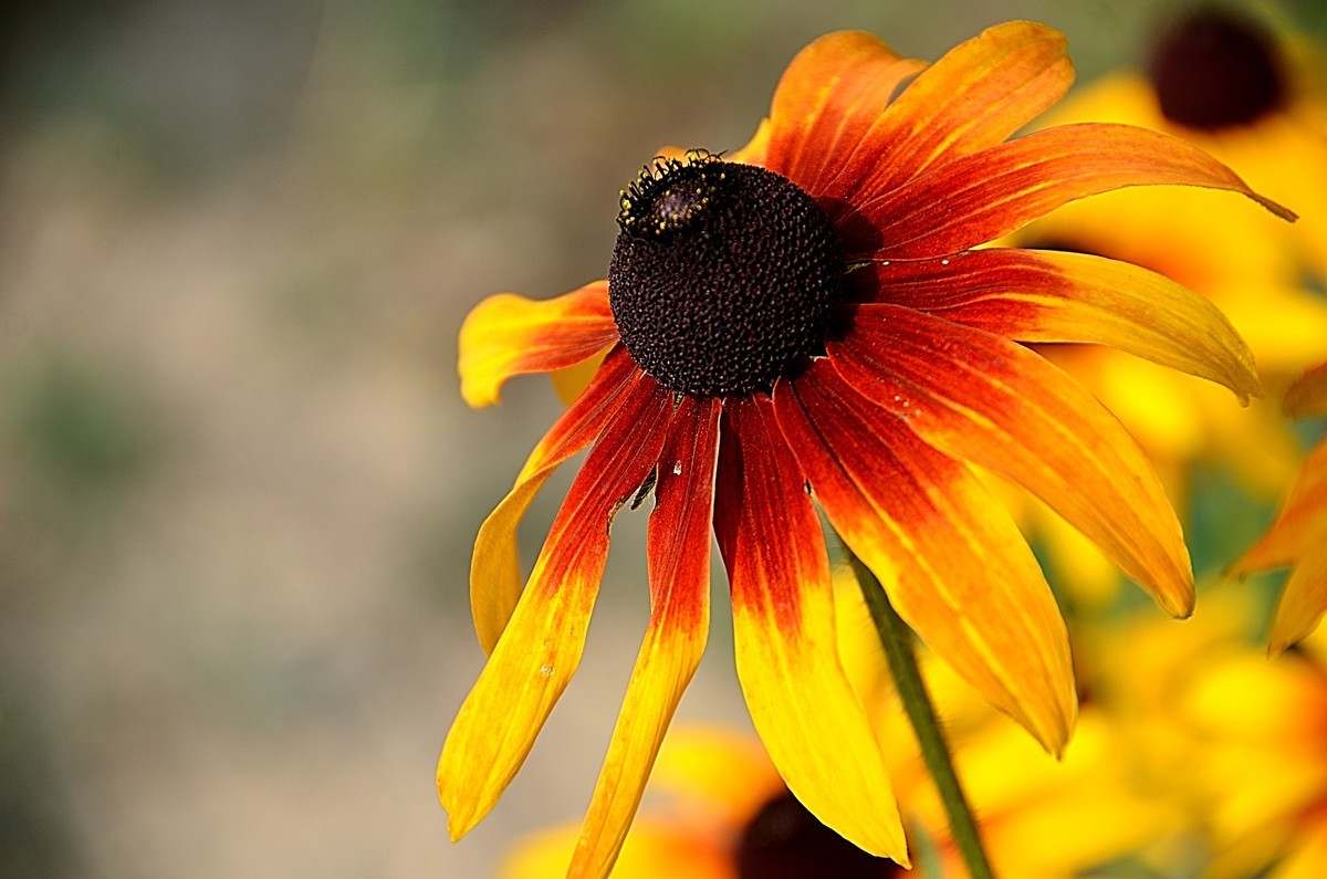 2024黑心菊（4）