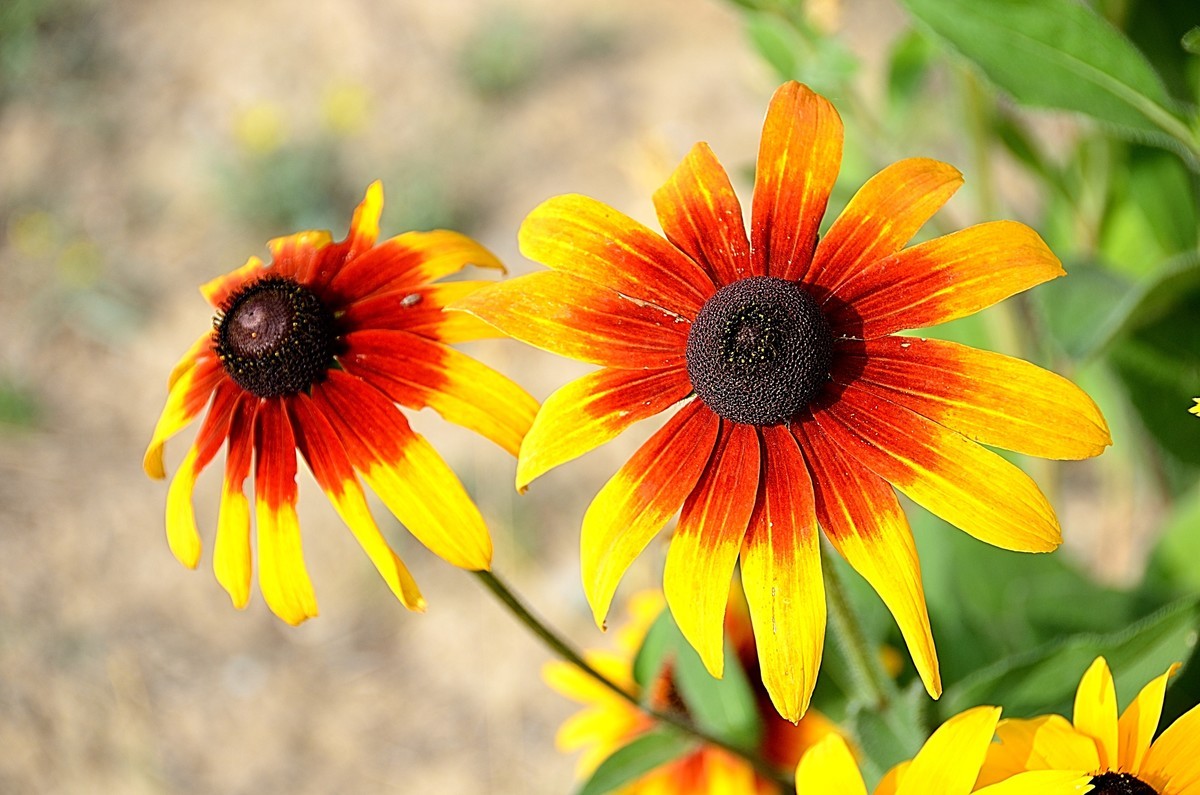 2024黑心菊（4）