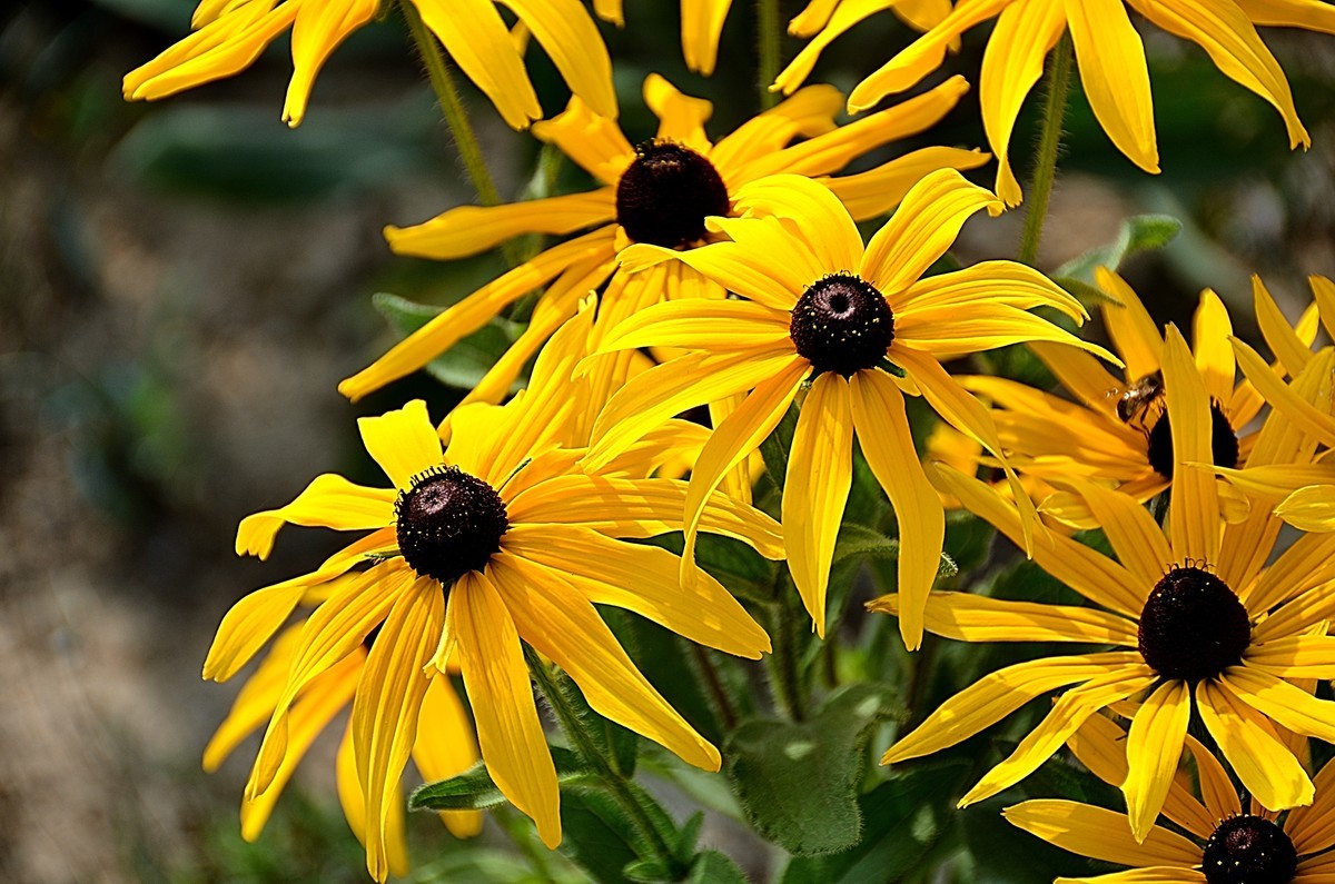 2024黑心菊（4）