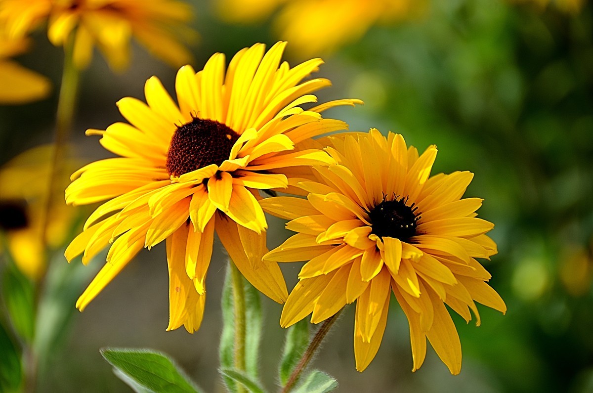 2024黑心菊（4）