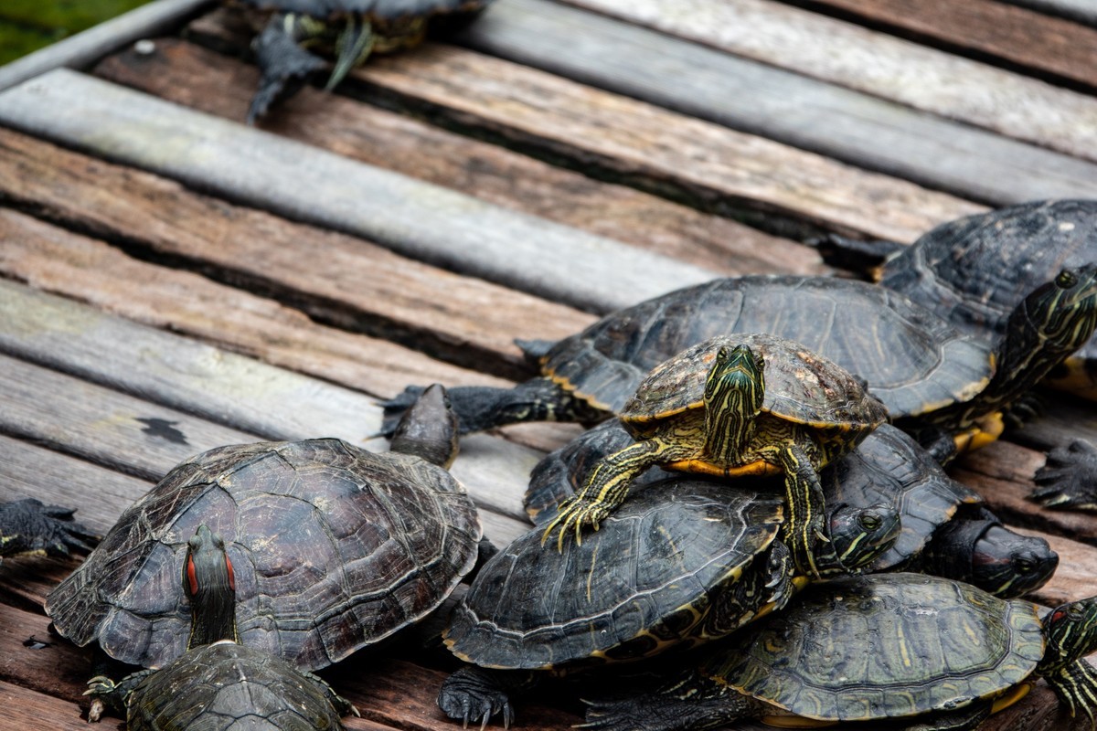 祖庙与雕塑（12）