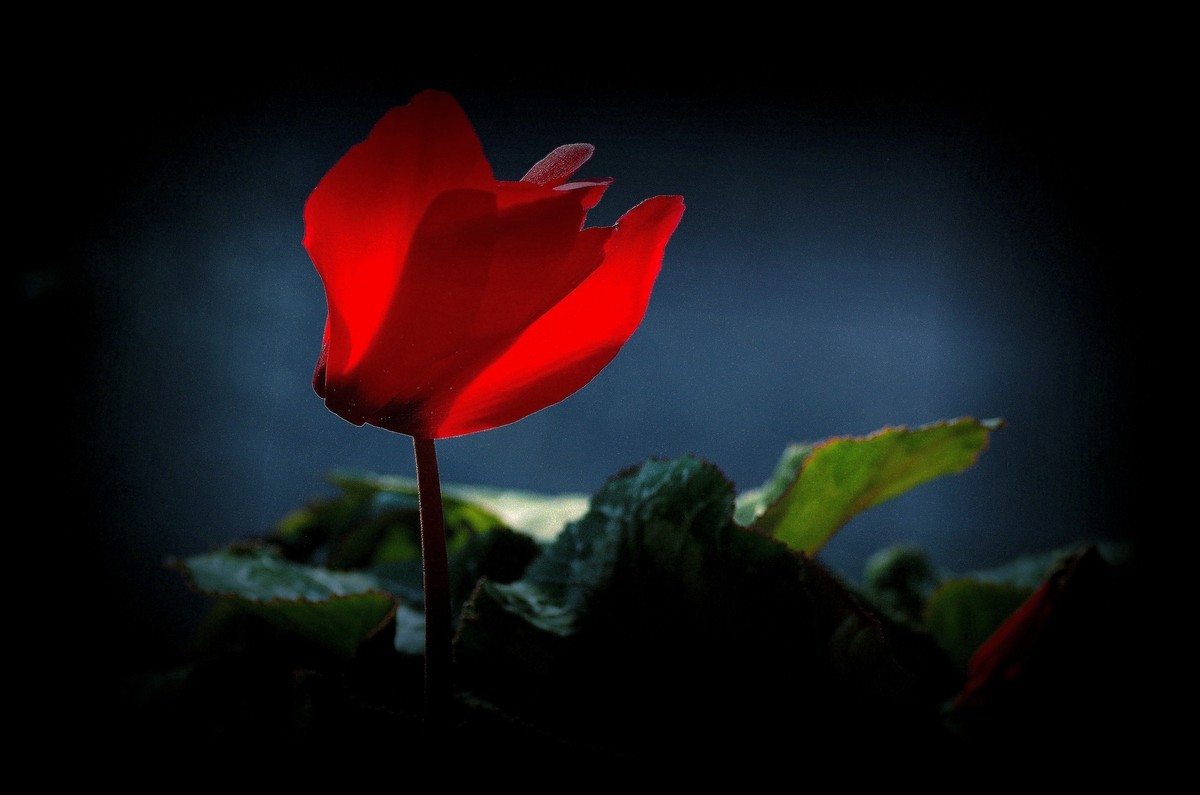 阳台上的花（12）