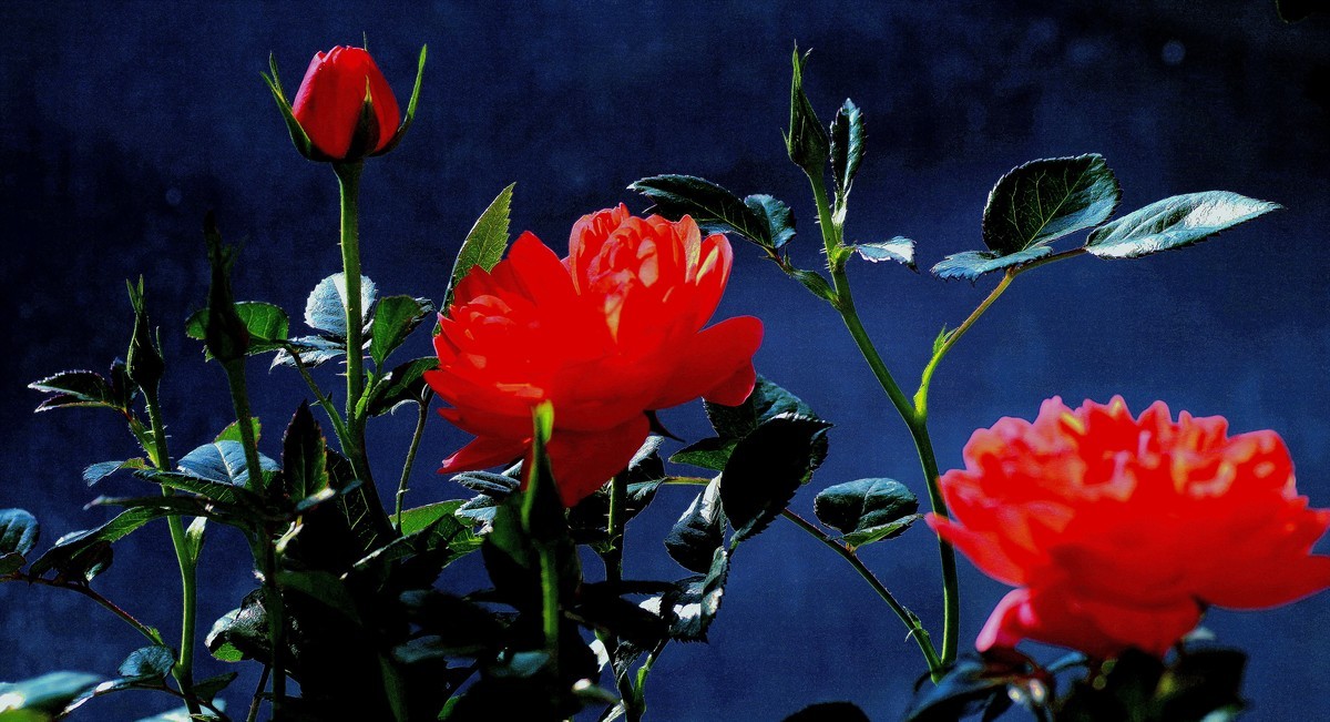 阳台上的花（12）