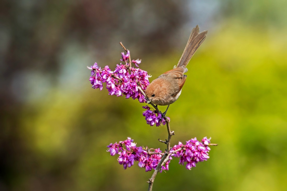 粽头鸦雀（三十）
