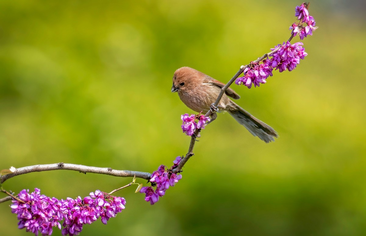 粽头鸦雀（三十）