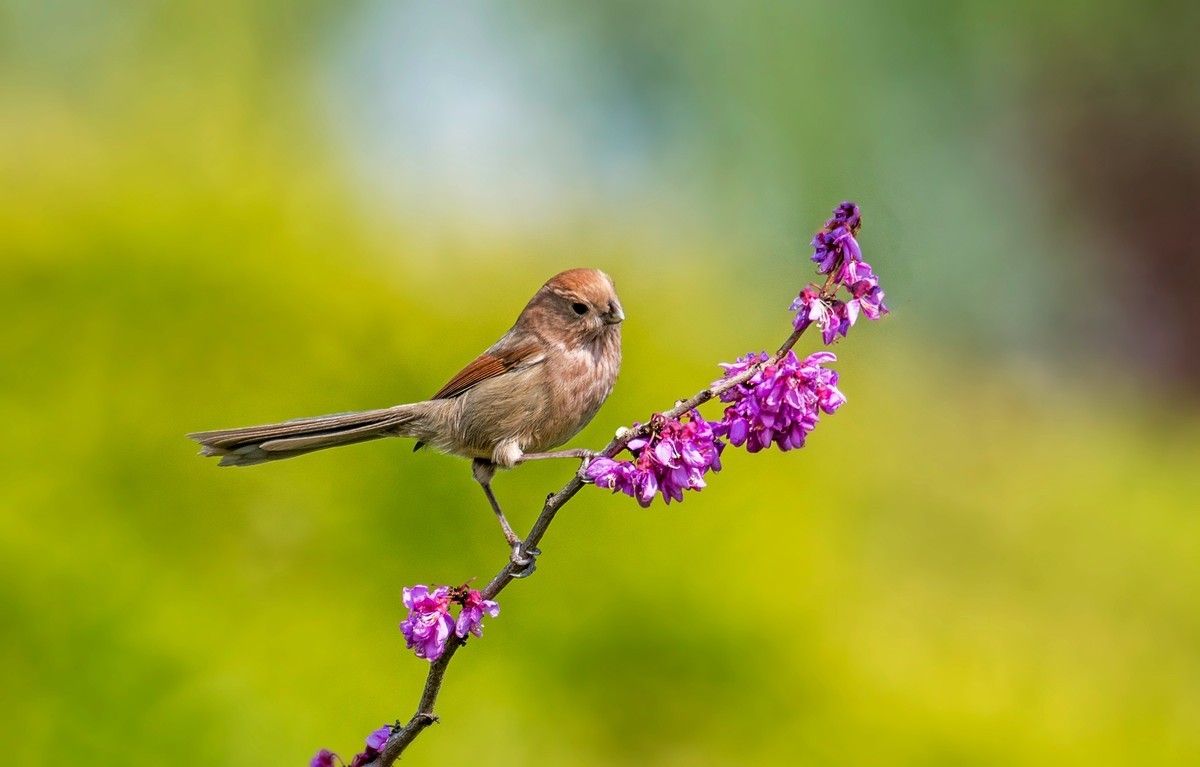 粽头鸦雀（三十）