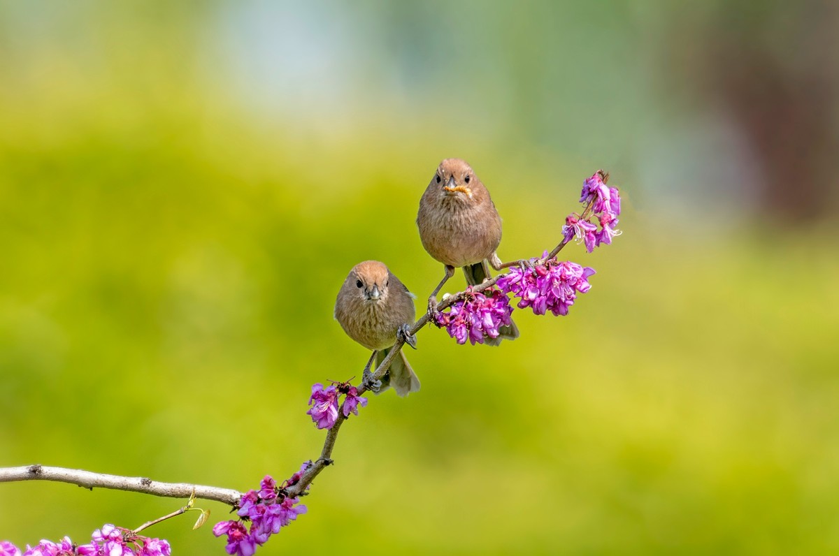 粽头鸦雀（三十）