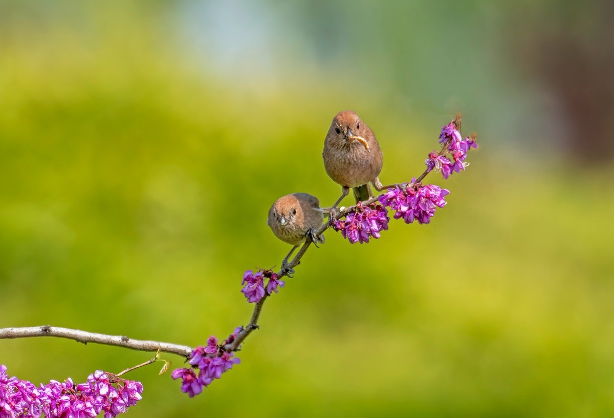 粽头鸦雀（三十）