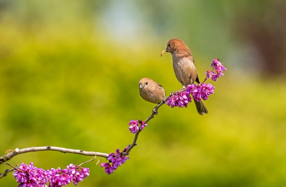 粽头鸦雀（三十）