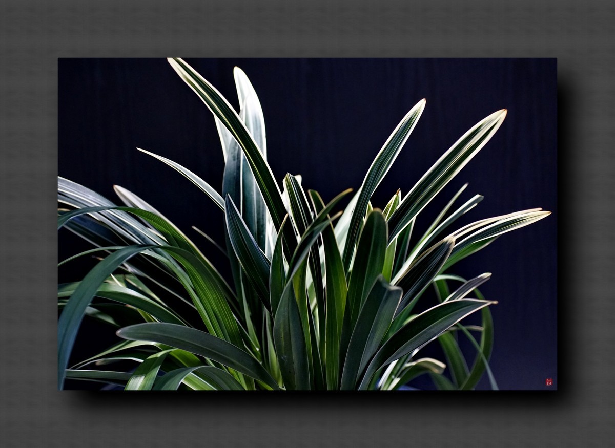 兰韵——自有素雅留人间！(40图)