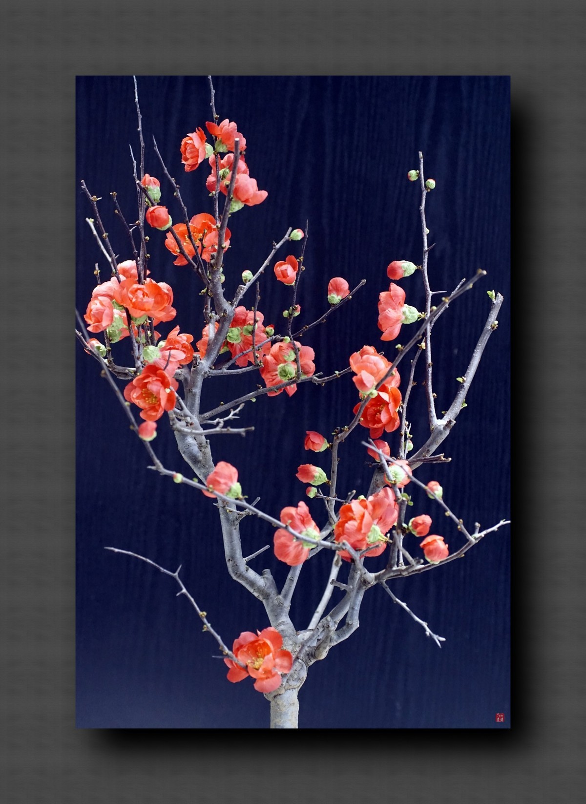 兰韵——自有素雅留人间！(40图)