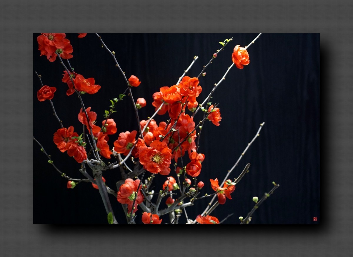 兰韵——自有素雅留人间！(40图)