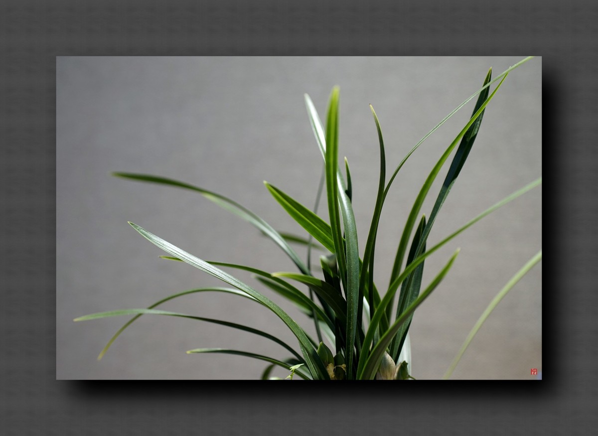 兰韵——自有素雅留人间！(40图)