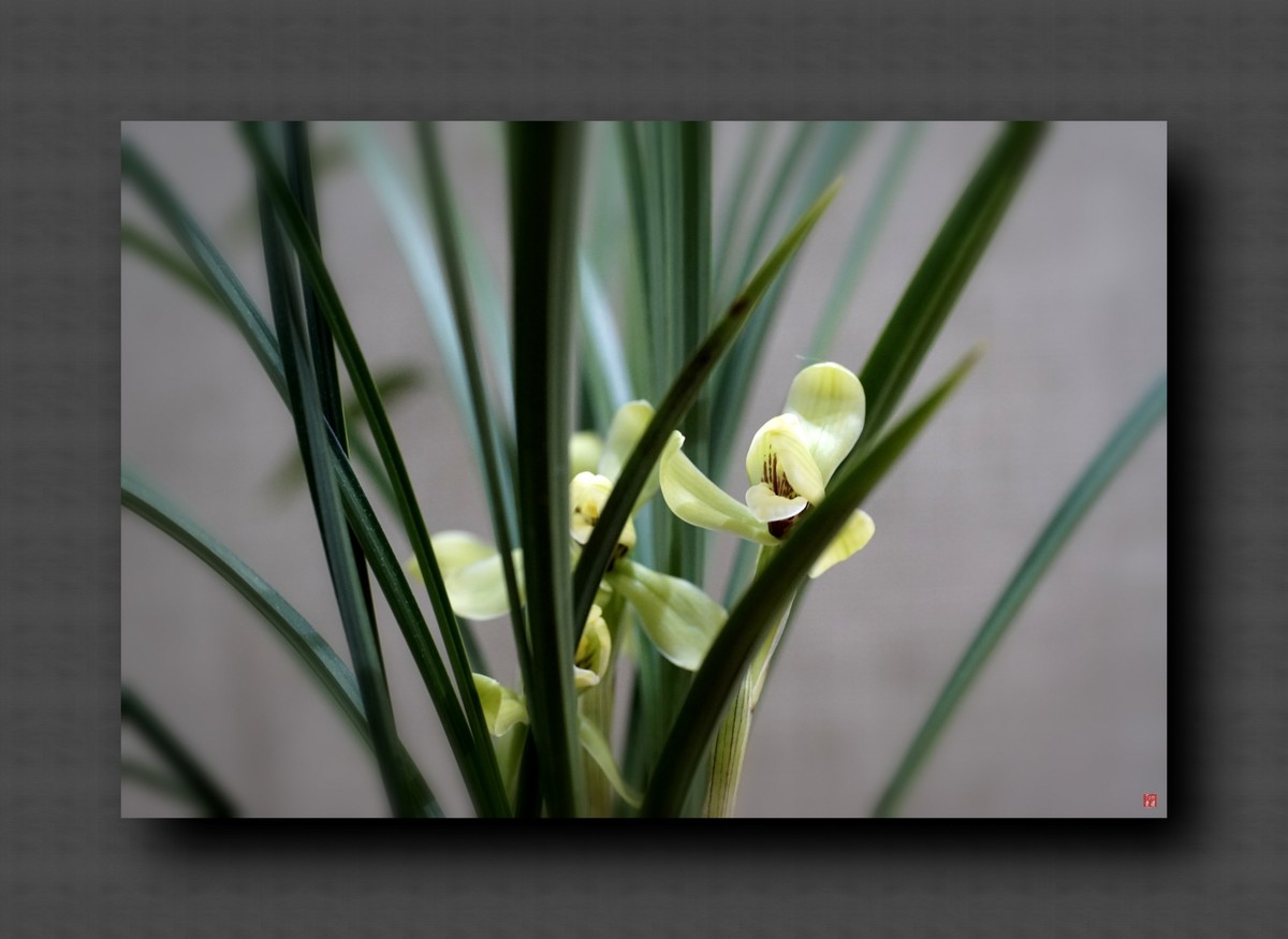 兰韵——自有素雅留人间！(40图)