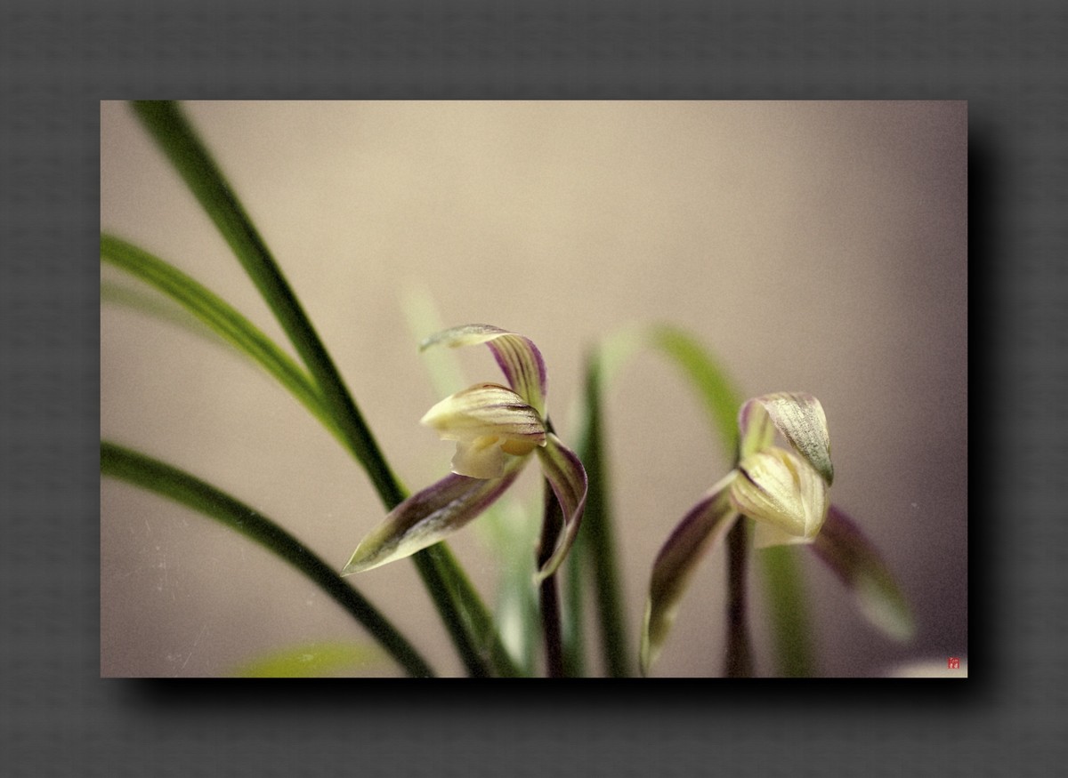 兰韵——自有素雅留人间！(40图)