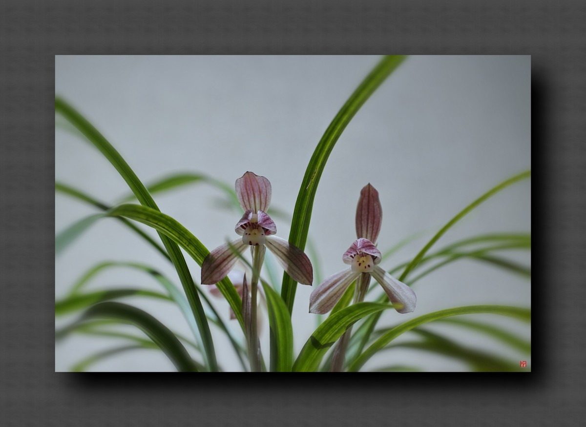 兰韵——自有素雅留人间！(40图)