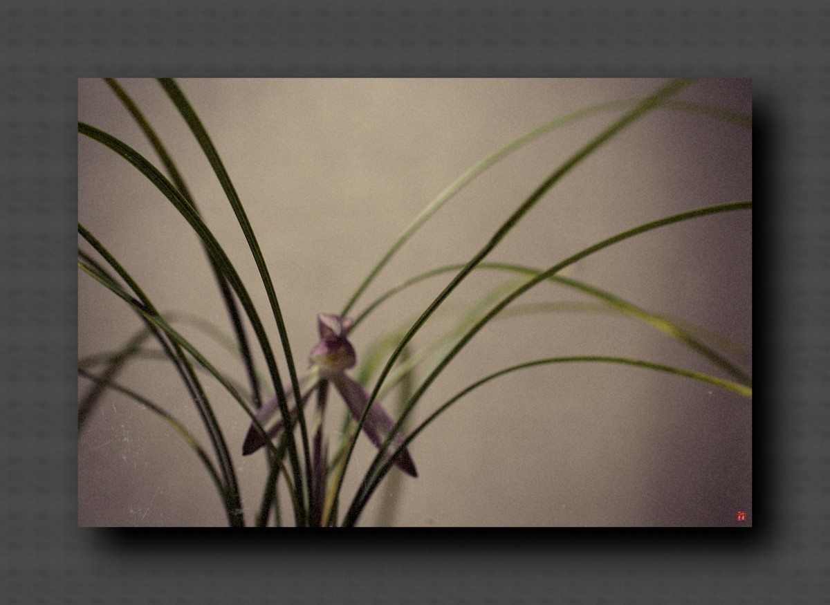 兰韵——自有素雅留人间！(40图)