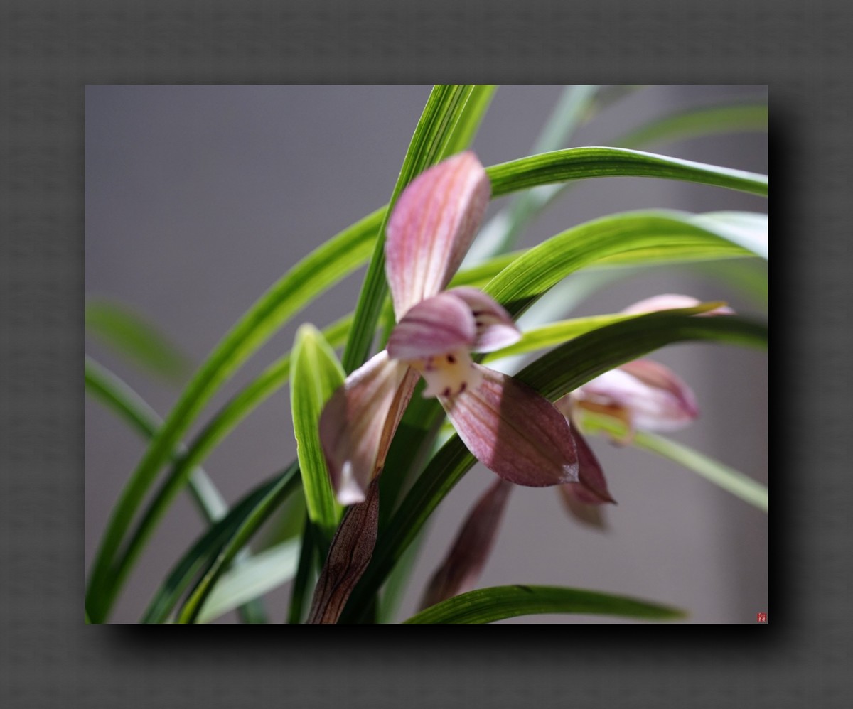 兰韵——自有素雅留人间！(40图)