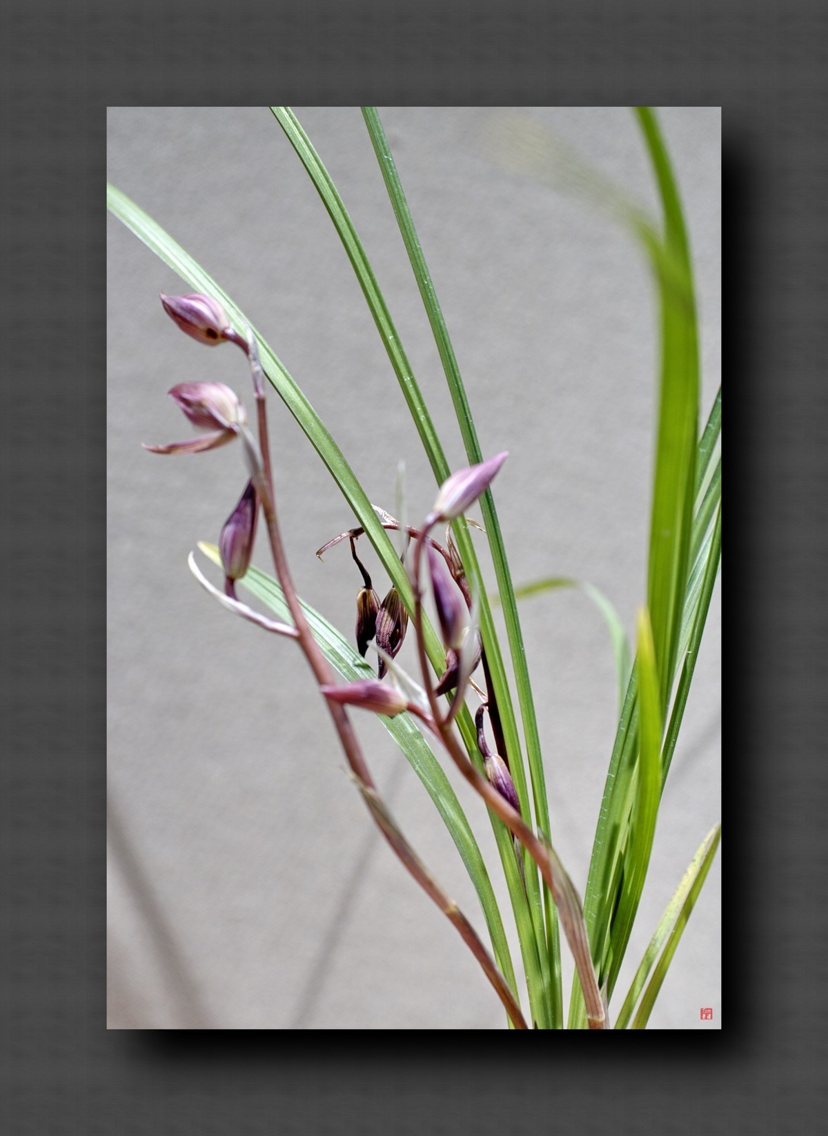 兰韵——自有素雅留人间！(40图)